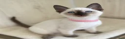 Siamese cats for sale: GCCF Registered Traditional Siamese Kittens  - Advert 3
