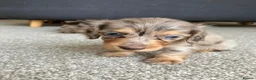 Miniature Dachshund dogs for sale: Chocolate&Cream Champion Long hair mini dachshund  - Advert 8