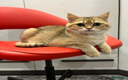 Scottish Fold cats for sale: Pure white Scottish straight - Image 5