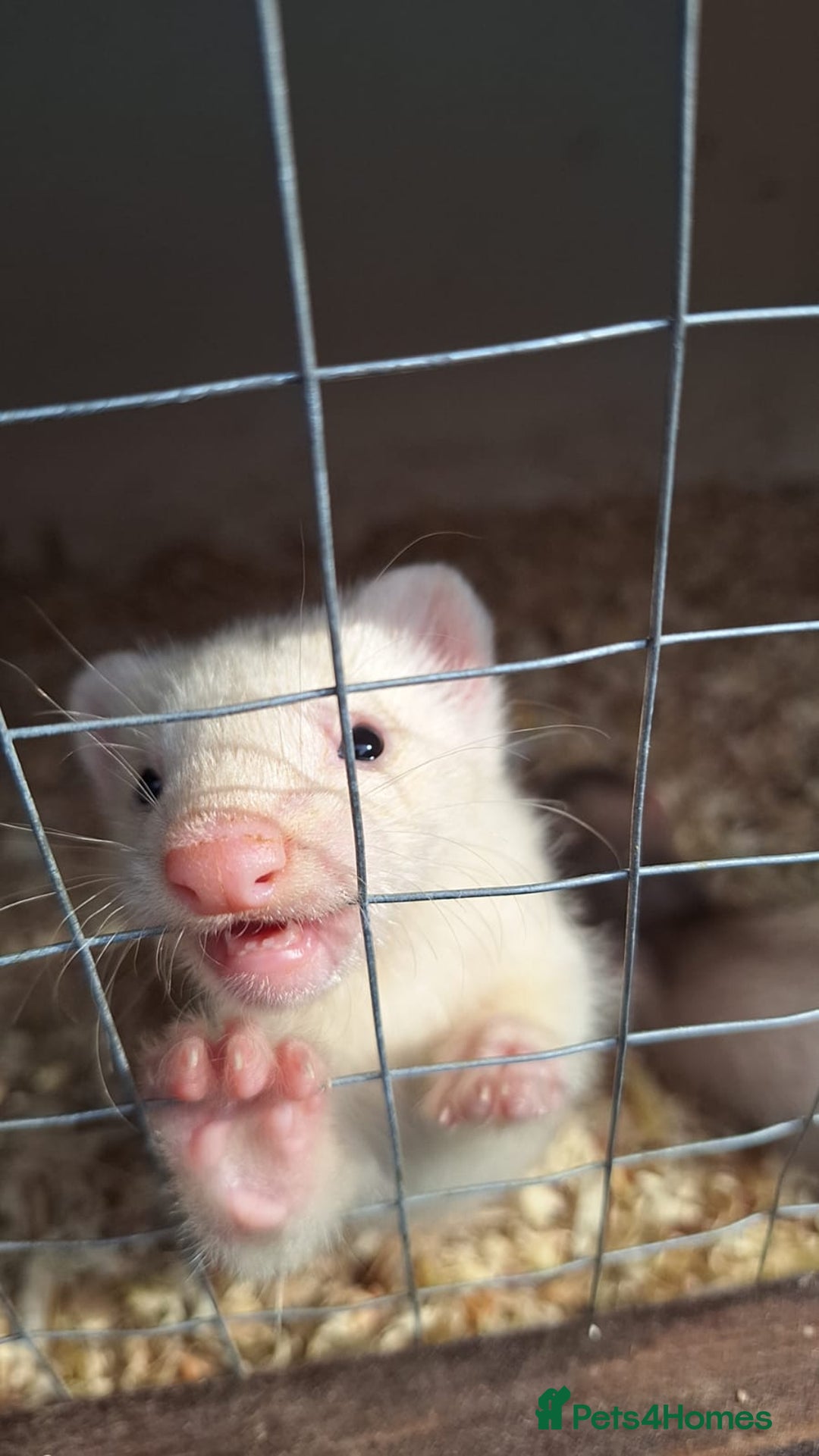 Ferret rodents for sale: Ferrets for sale - Image 6