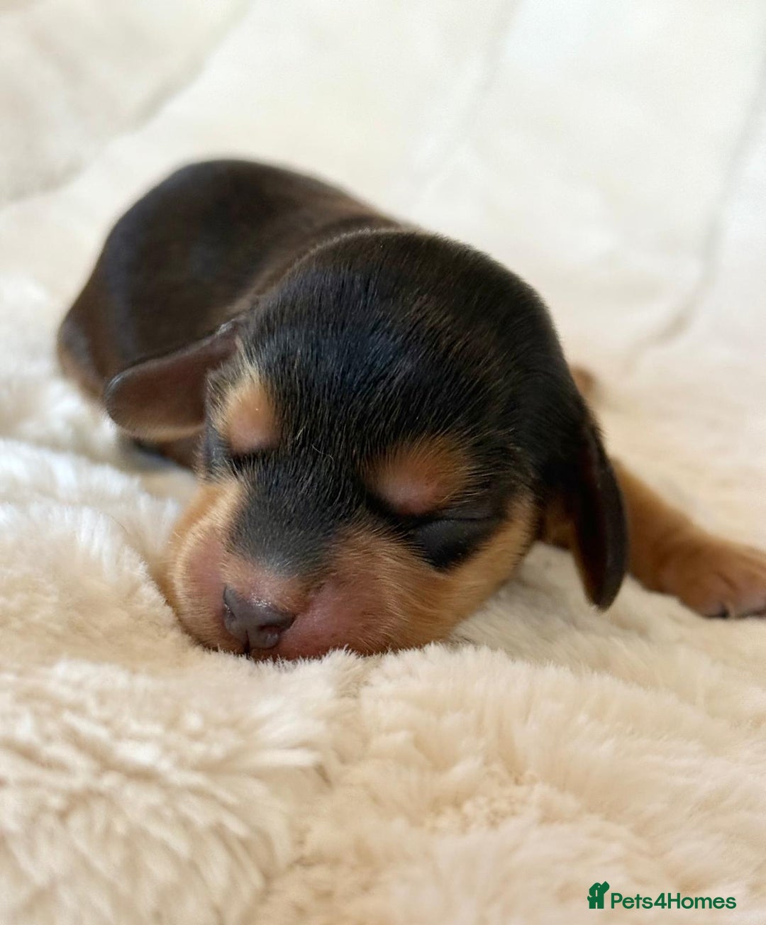 Cocker Spaniel dogs for sale: KC Reg Fully Health Tested Showline Cocker Spaniel - Image 8