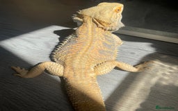 Bearded Dragon reptiles for sale: Hypo Baby Bearded Dragons - Image 9