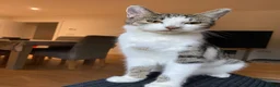 Mixed Breed cats for sale: Shirt hair moggy cat  in Maidstone - Advert 3
