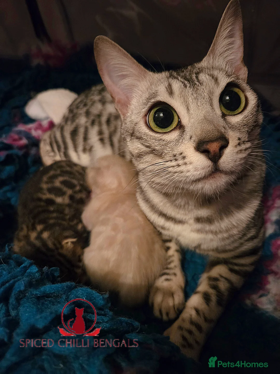 Bengal cats for sale: 🌟6 x CHAMPION BENGALS KITTENS🌟 - Advert 2