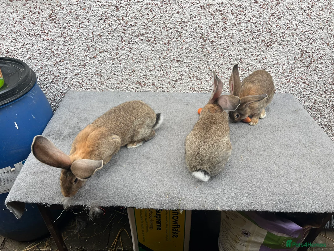 Continental Giant rabbits for sale: Giant continental  - Advert 5