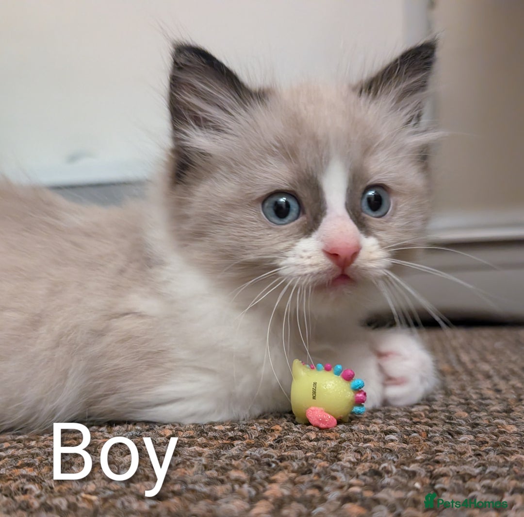 Ragdoll cats for stud: 100% proven Ragdoll STUD in Bradford - Advert 10