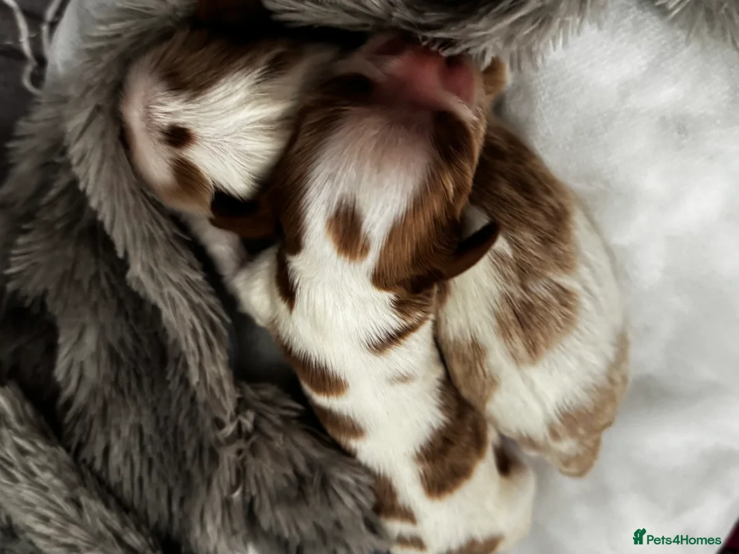 Cavalier King Charles Spaniel dogs for sale: 2 amazing girls Cavalier King Charles Spaniels  - Advert 2