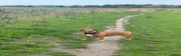 Mixed Breed dogs for sale: 10 Month Old Staffordshire Bull Terrier  in Liverpool - Advert 2