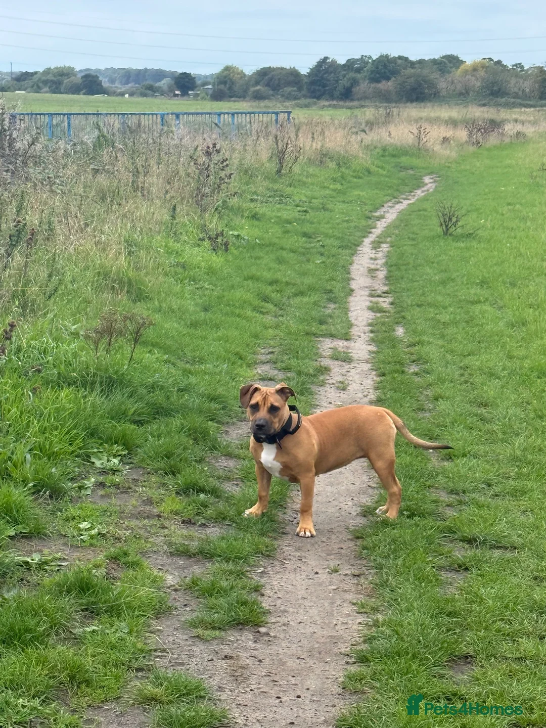 Mixed Breed dogs for sale: 10 Month Old Staffordshire Bull Terrier  in Liverpool - Advert 2