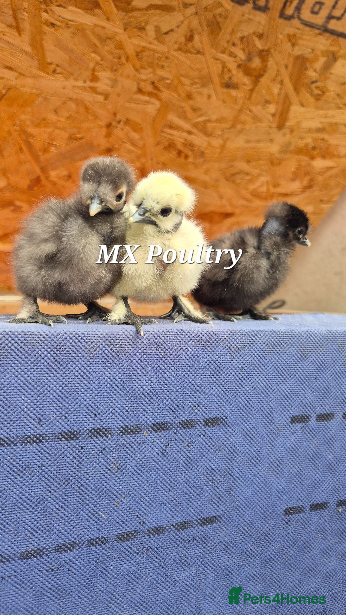 Chickens poultry for sale: Silkies/Seramas/Quails/Hatching eggs - Advert 1