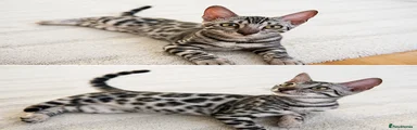 Bengal 1