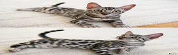 Bengal cats for sale: Hi❤️bengal silver❤️ in Northampton - Advert 2