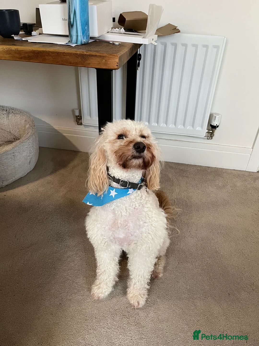 Cockapoo dogs for sale: Charlie – Loyal, Loving 5-Year-Old Dog - Advert 11