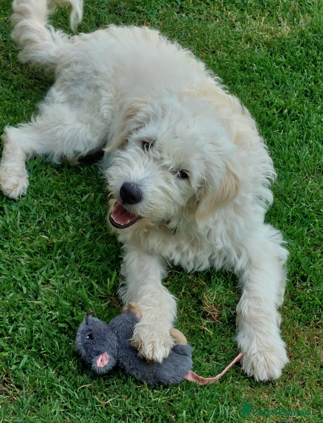 Mixed Breed dogs for adoption: A NEW HOME FOR GORGEOUS MICKEY - Advert 2