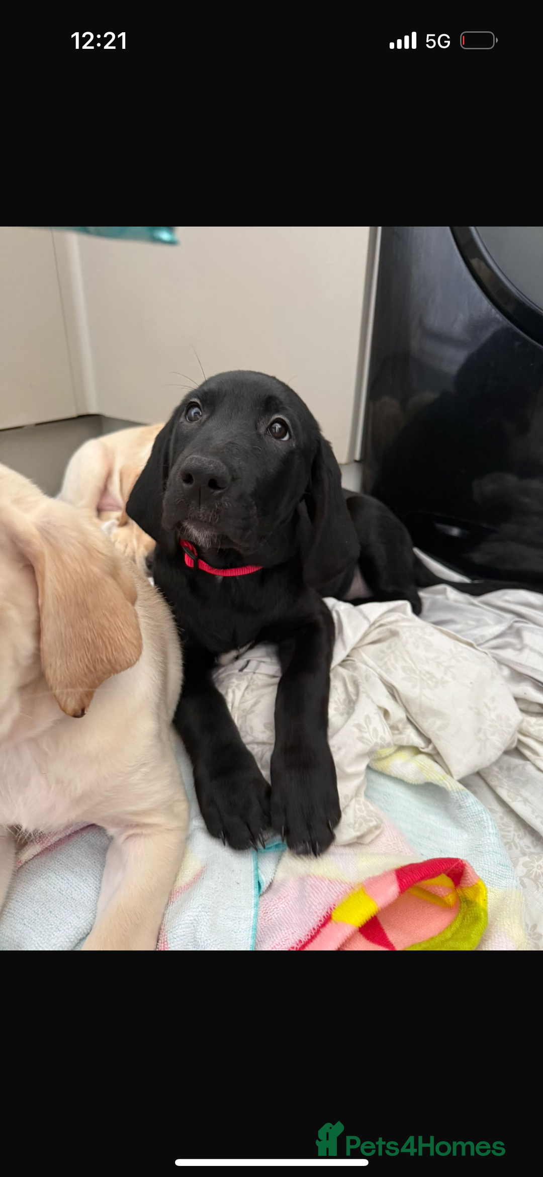 Australian Labradoodle dogs for sale: Puppy  - Image 4