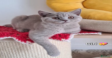 British Shorthair cats - Advert 9