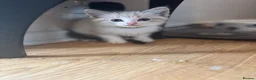Ragdoll cats for sale: Ragdoll cross kittens  - Advert 7