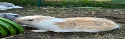 French Lop rabbits for sale: 🩷💙 French lop Kits ready to go 2nd June 🩷💙 - Advert 7