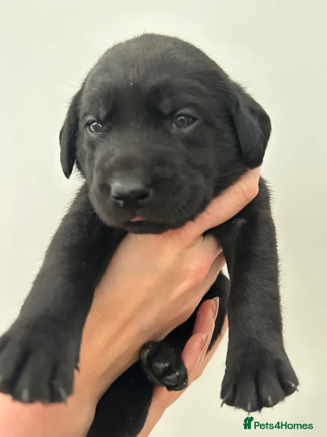Labrador Retriever dogs for sale: Last 2 stunning kc reg black labradors - Advert 25