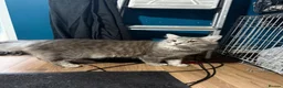 Norwegian Forest Cat cats for sale: Norwegian forest cross - Advert 5