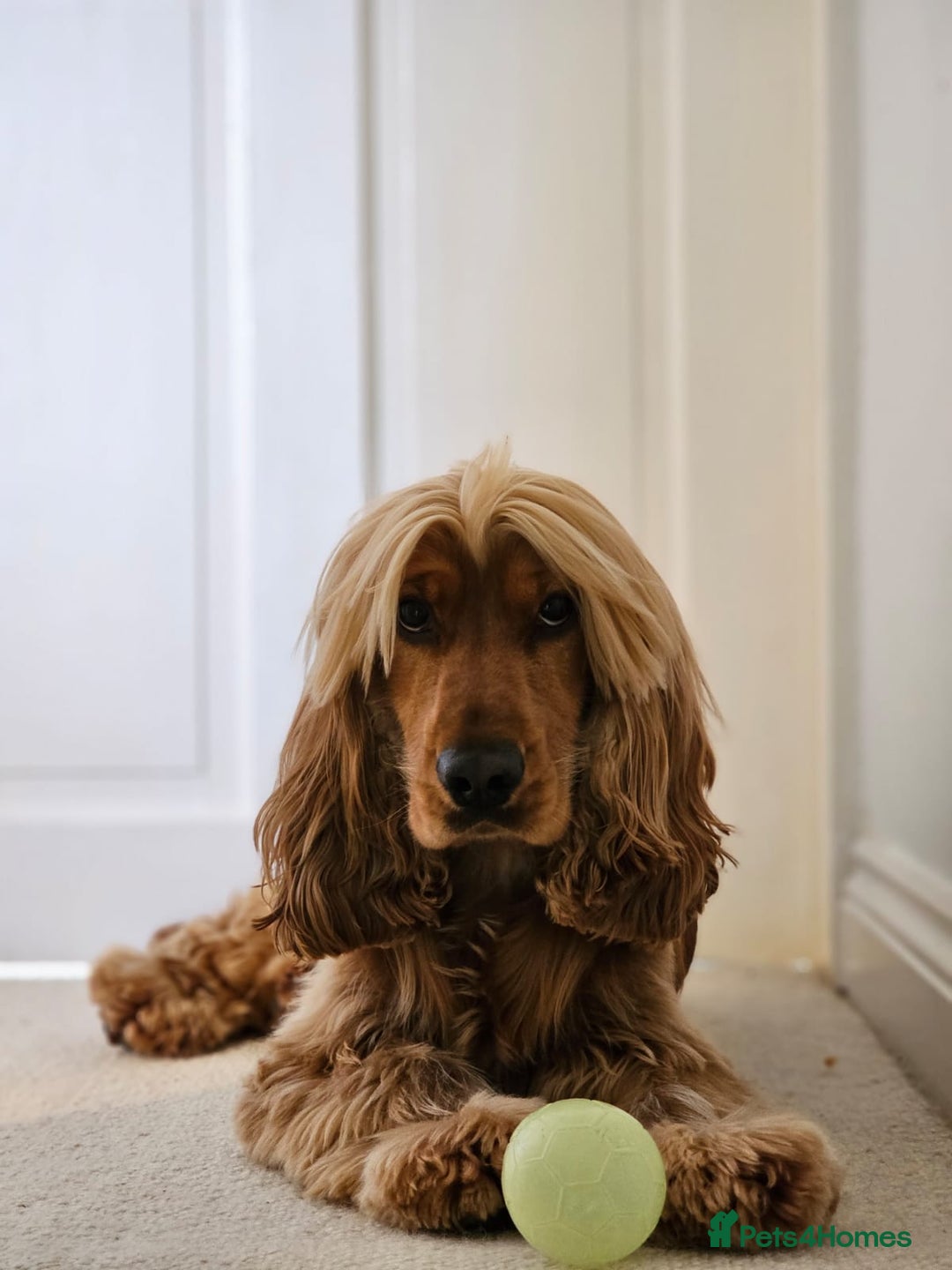 Cocker Spaniel dogs for stud: PROVEN Golden Show type Cocker spaniel STUD in Swindon - Image 1