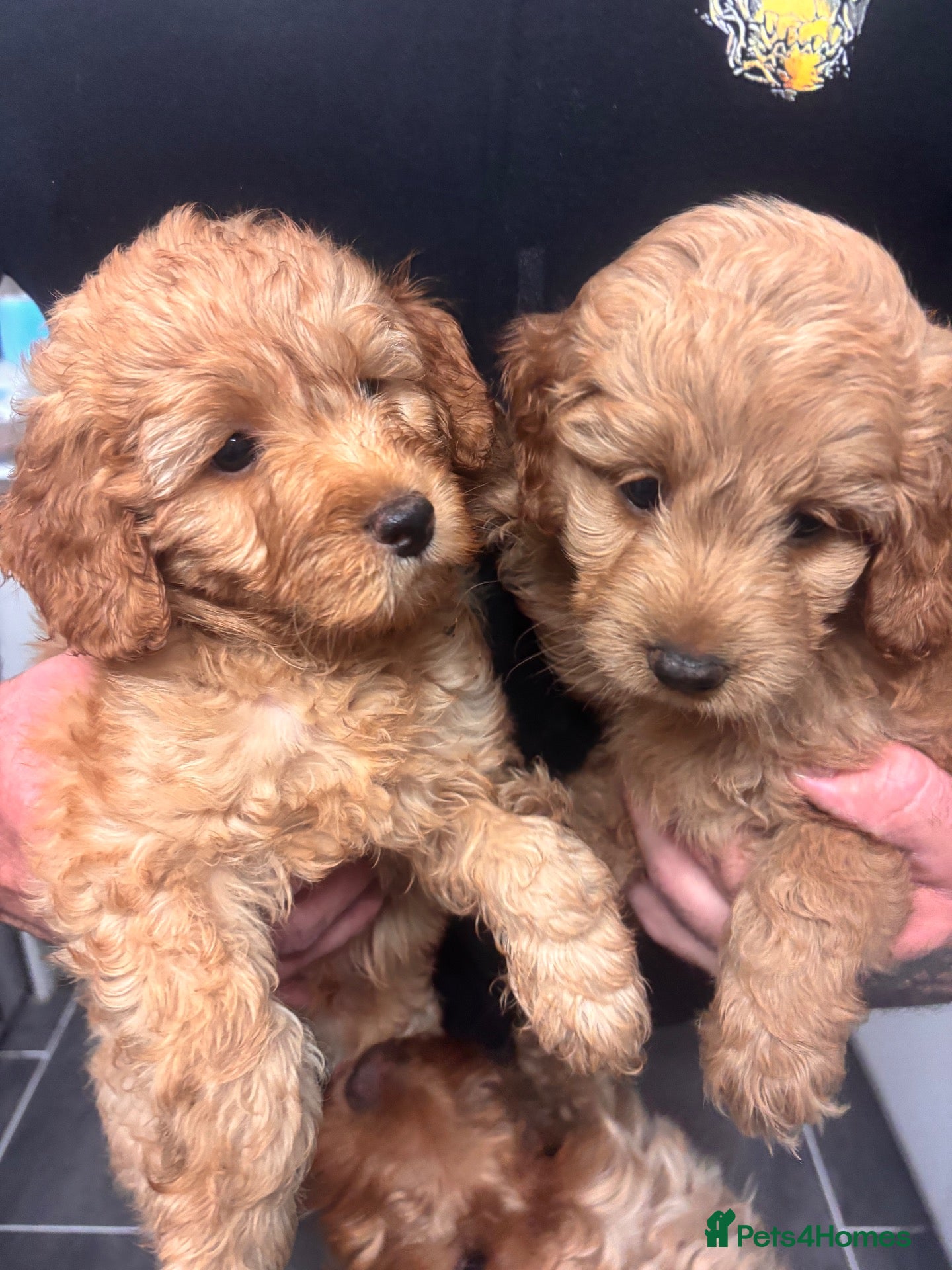 Mini Goldendoodle dogs for sale: Beautiful miniature Golden Doodle puppies - Advert 1