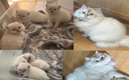 British Longhair cats for sale: Stunning British Longhair Kittens Ready to collect - Image 35