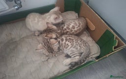 Bengal cats for sale: Beautiful bengal kittens  - Image 16