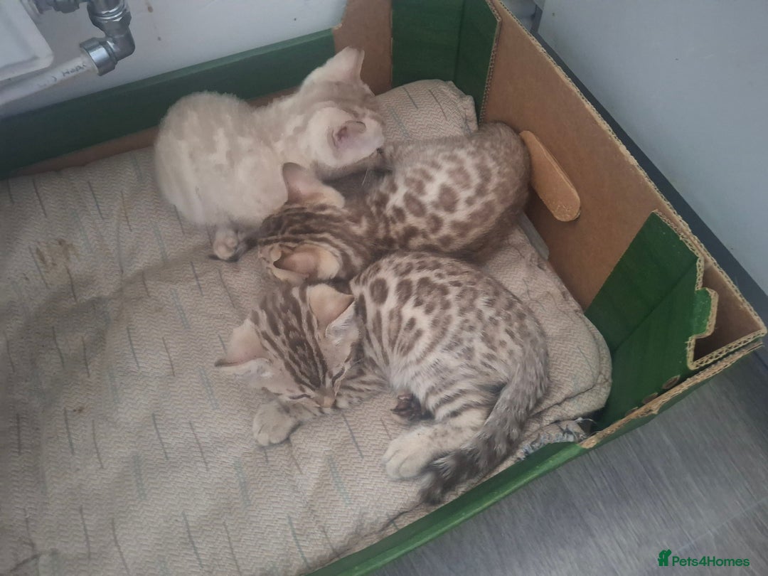 Bengal cats for sale: Beautiful bengal kittens  - Image 16