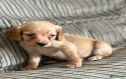 Cocker Spaniel dogs for sale: Stunning working kc registered cocker spaniels  - Image 3