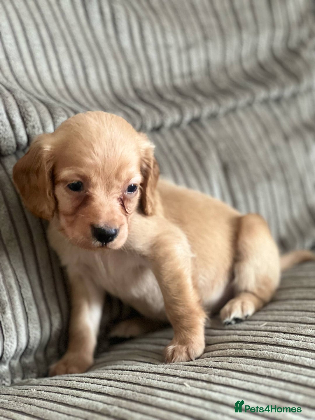 Cocker Spaniel dogs for sale: Stunning working kc registered cocker spaniels  - Image 3