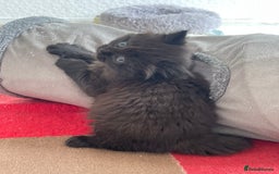 British Longhair cats for sale: British longhair kitten  - Image 3