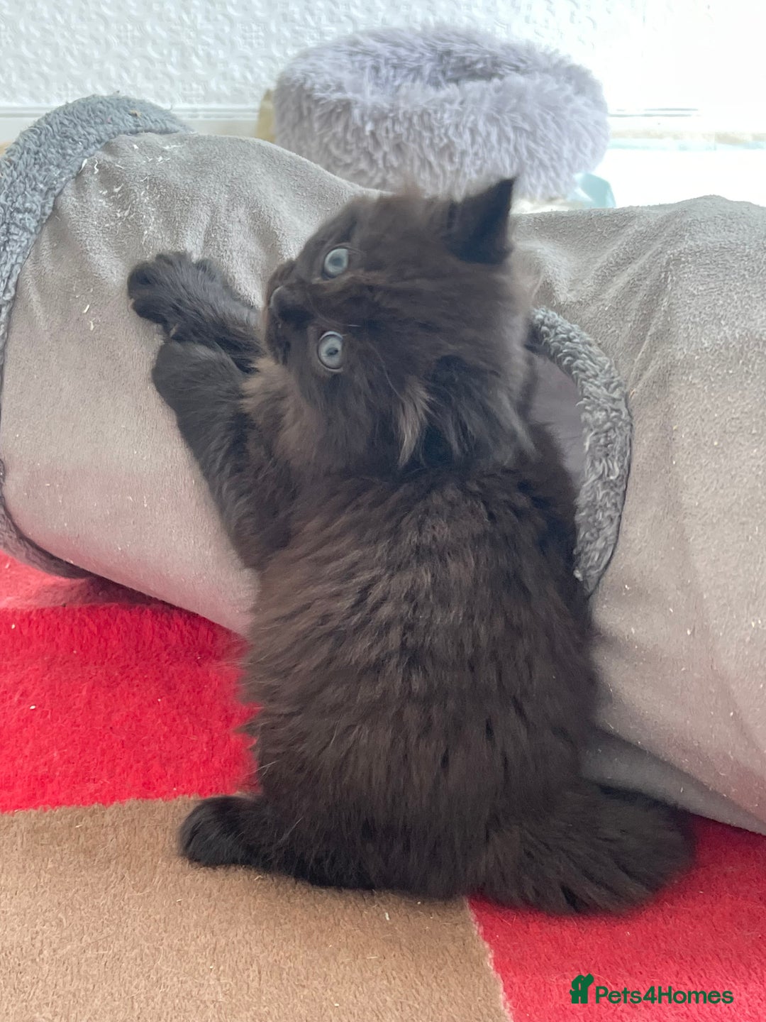 British Longhair cats for sale: British longhair kitten  - Image 3