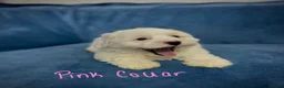 Bichon Frise dogs for sale: 6 Beautiful bichon frise puppies 🐶  in Doncaster - Advert 19