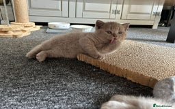 British Shorthair cats for sale: Stunning lilac BSH  - Image 25