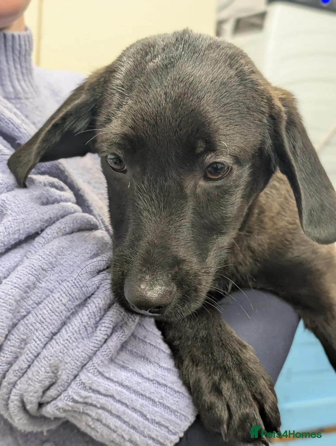 Mixed Breed dogs for adoption: Diesel - In Ayr Looking for a home - Advert 6