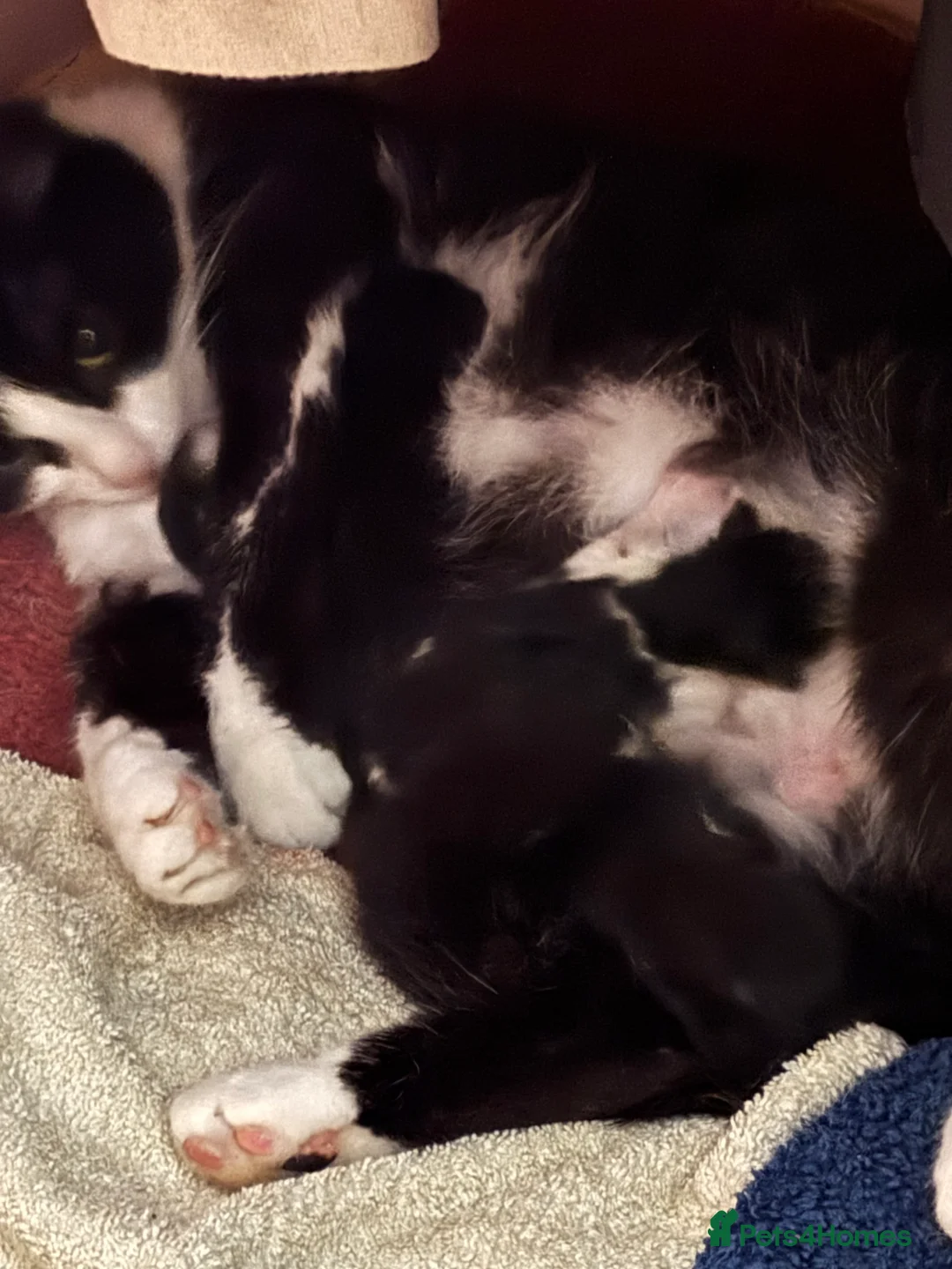 Mixed Breed cats for sale: 4 Gorgeous Fluffy Kittens - Advert 1