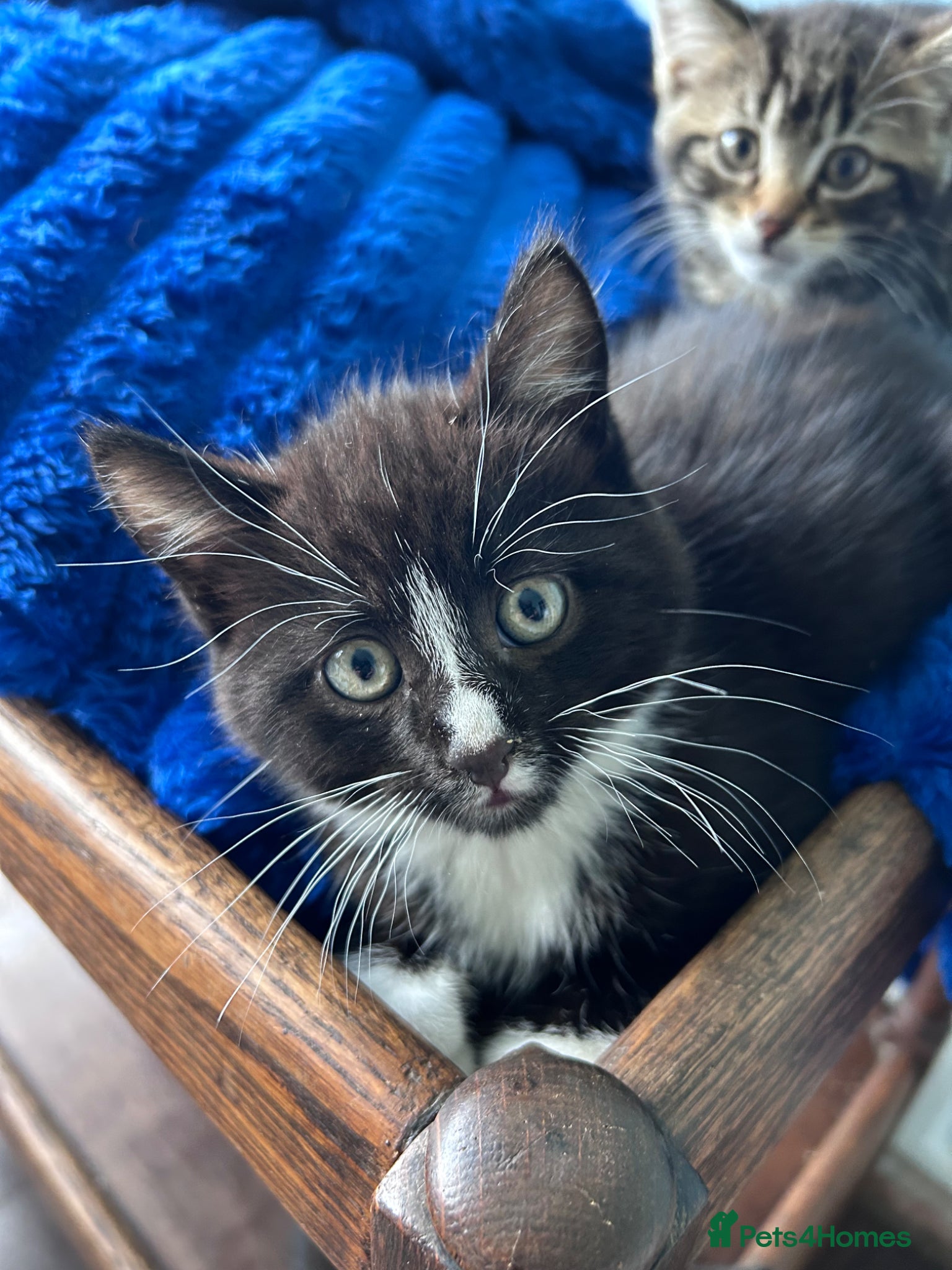 Mixed Breed cats for sale: Four lovely kittens  - Advert 5