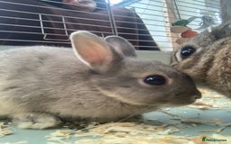 Netherland Dwarf rabbits for sale: 3 Neatherland Dwarf Kits, Need gone ASAP - Image 1