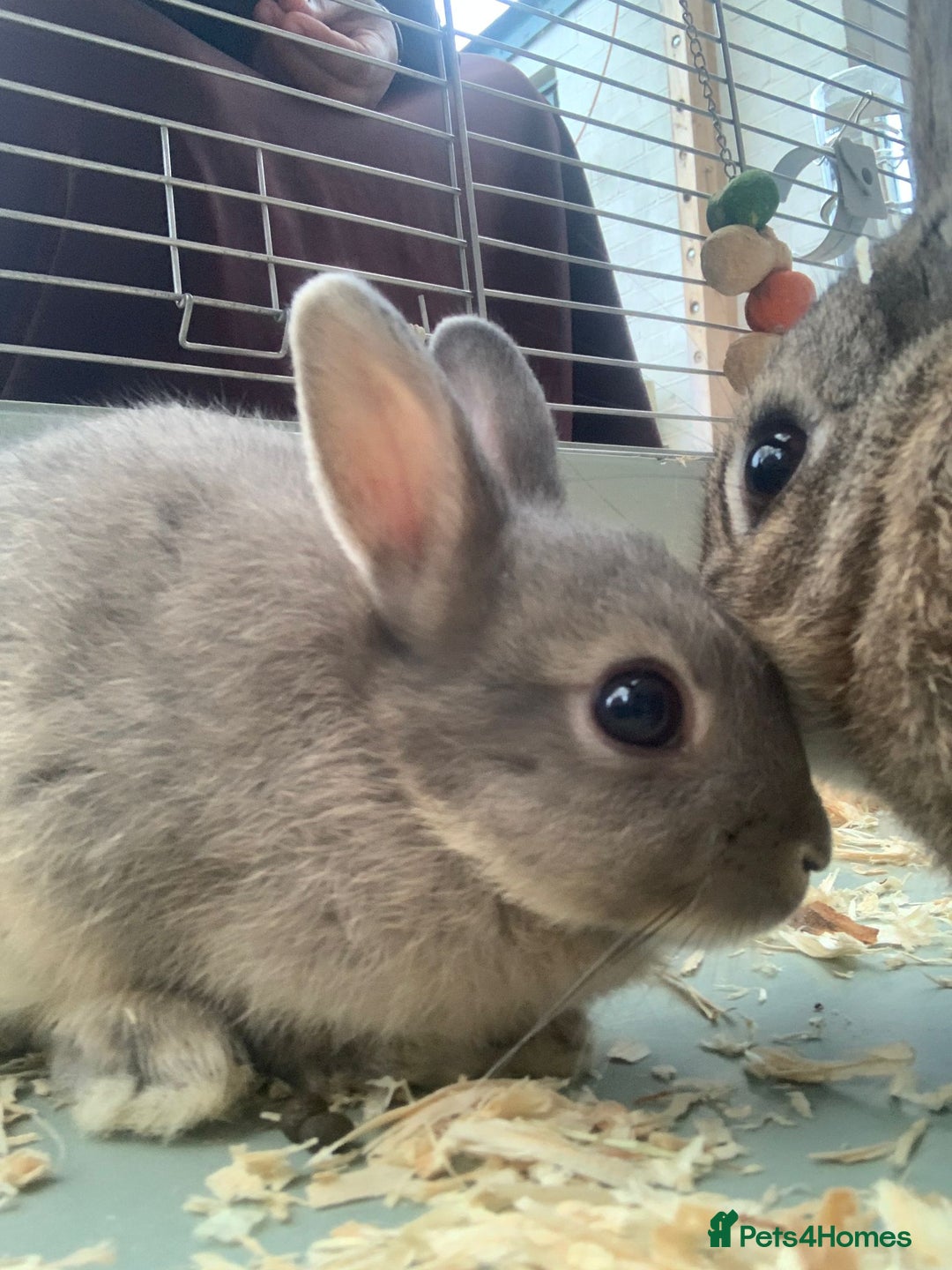 Netherland Dwarf rabbits for sale: 3 Neatherland Dwarf Kits, Need gone ASAP - Image 1