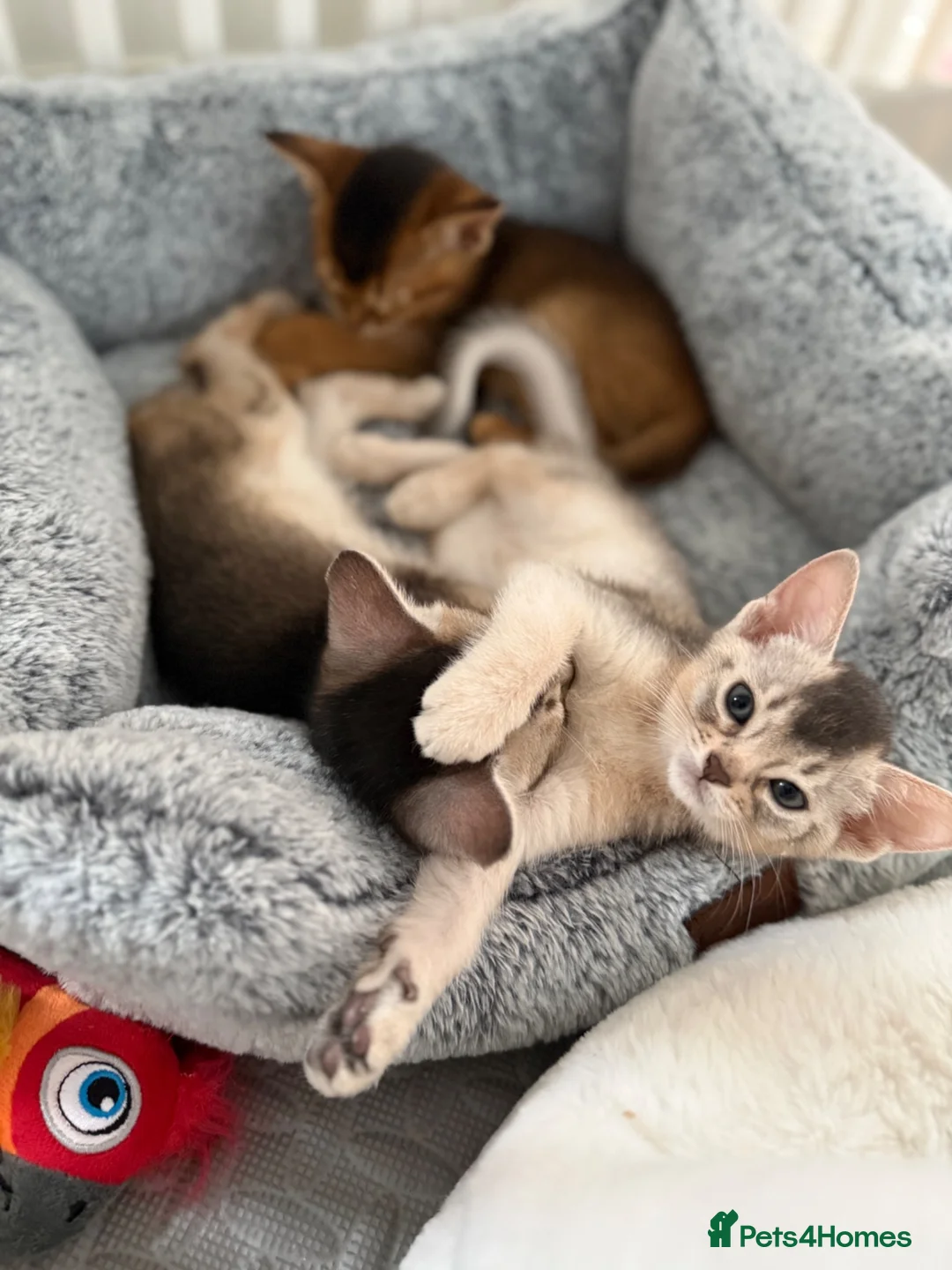 Abyssinian cats for sale: TICA Registered Abyssinian Kittens - Advert 13