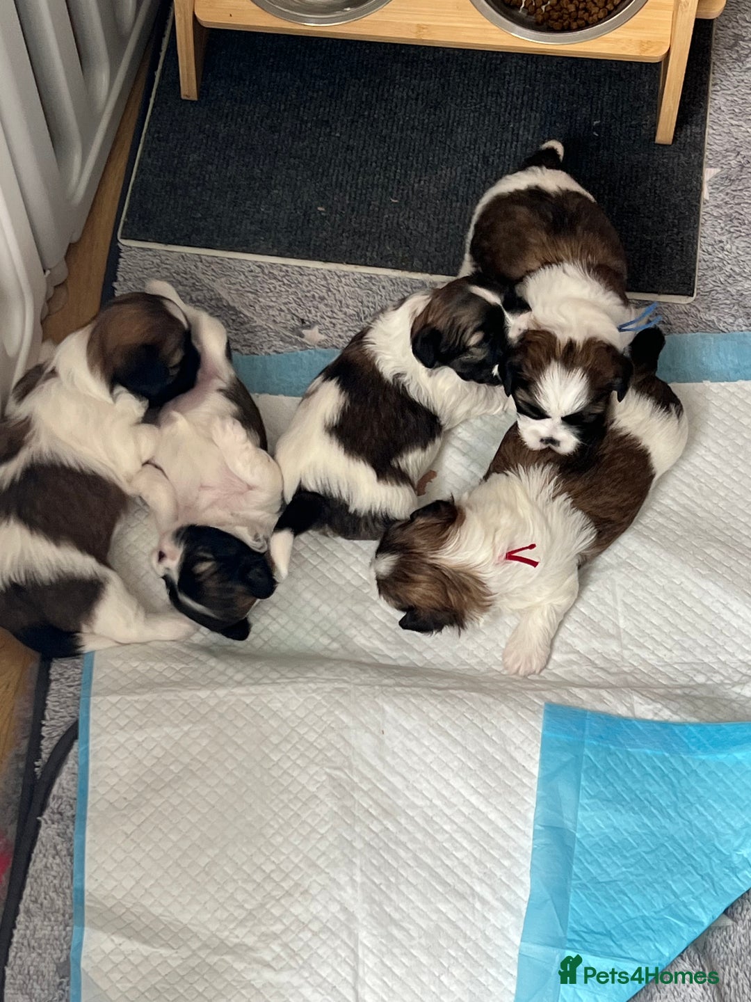 Lhasa Apso dogs for sale: Adorable babies  - Image 6