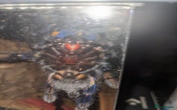 Spiders invertebrates for sale: Gotty tarantula  - Image 1