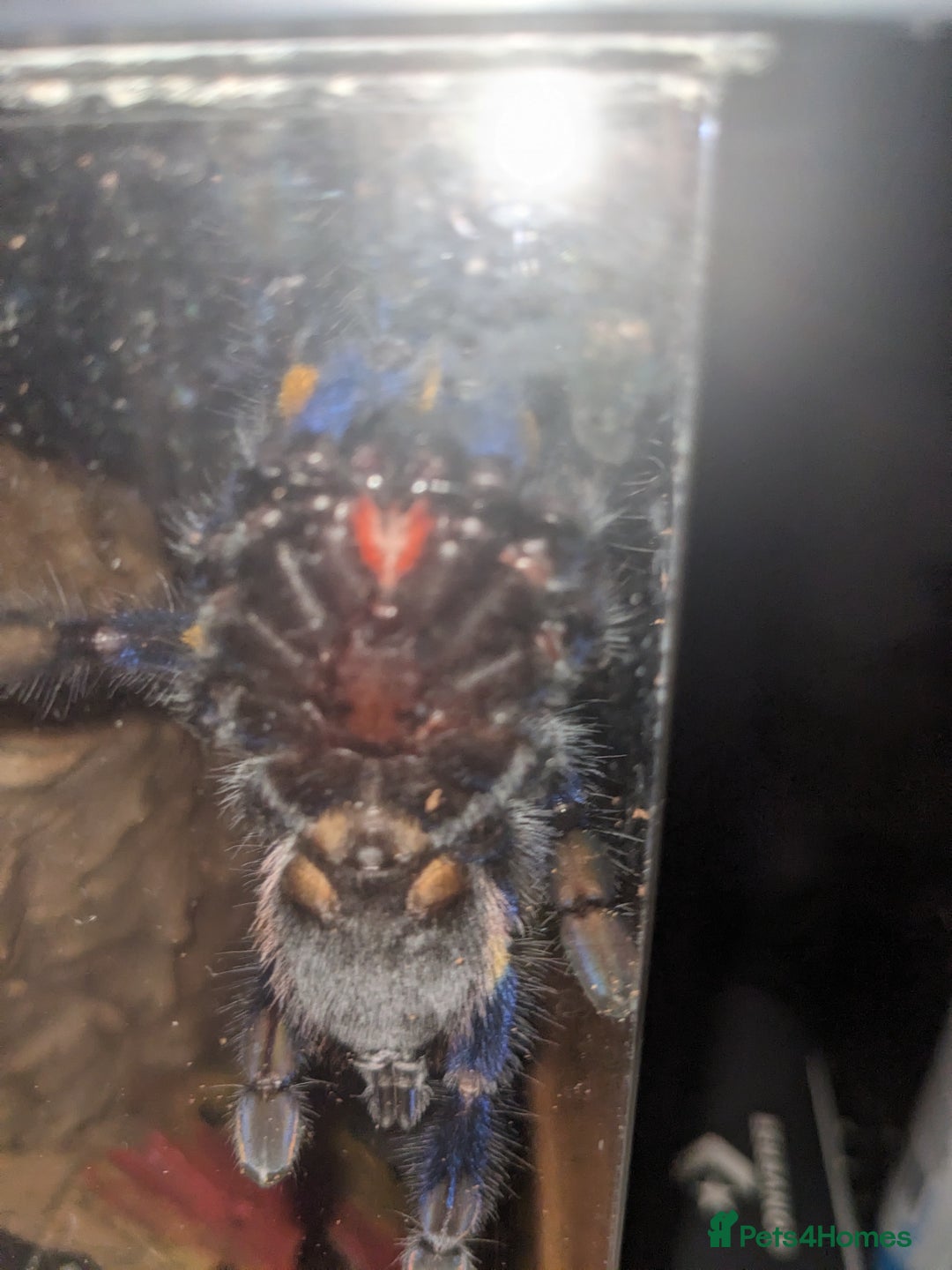 Spiders invertebrates for sale: Gotty tarantula  - Image 1