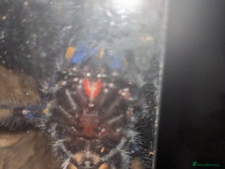 Spiders invertebrates - Advert 2