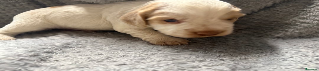 Cocker Spaniel Puppy 1