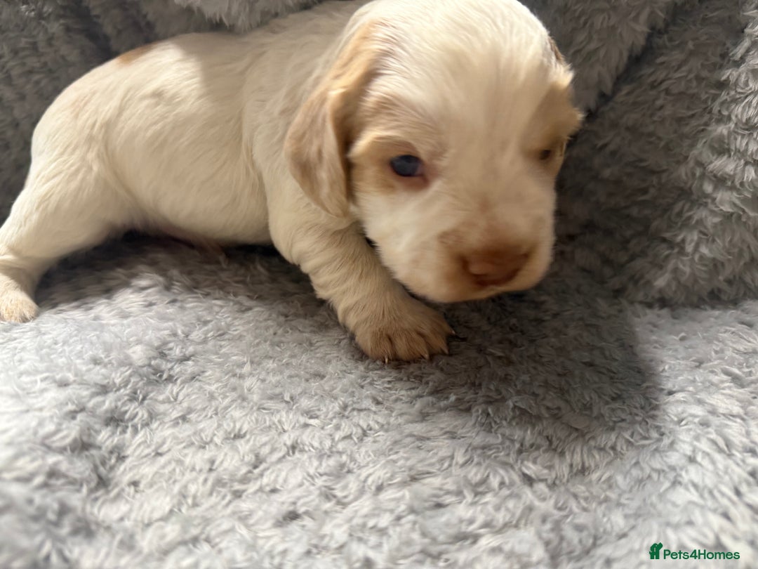Cocker Spaniel dogs for sale: Last pup Working Cocker Spaniel Puppies! 🐶 in Chatteris - Image 19