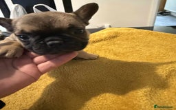 French Bulldog dogs for sale: pupis - Image 2