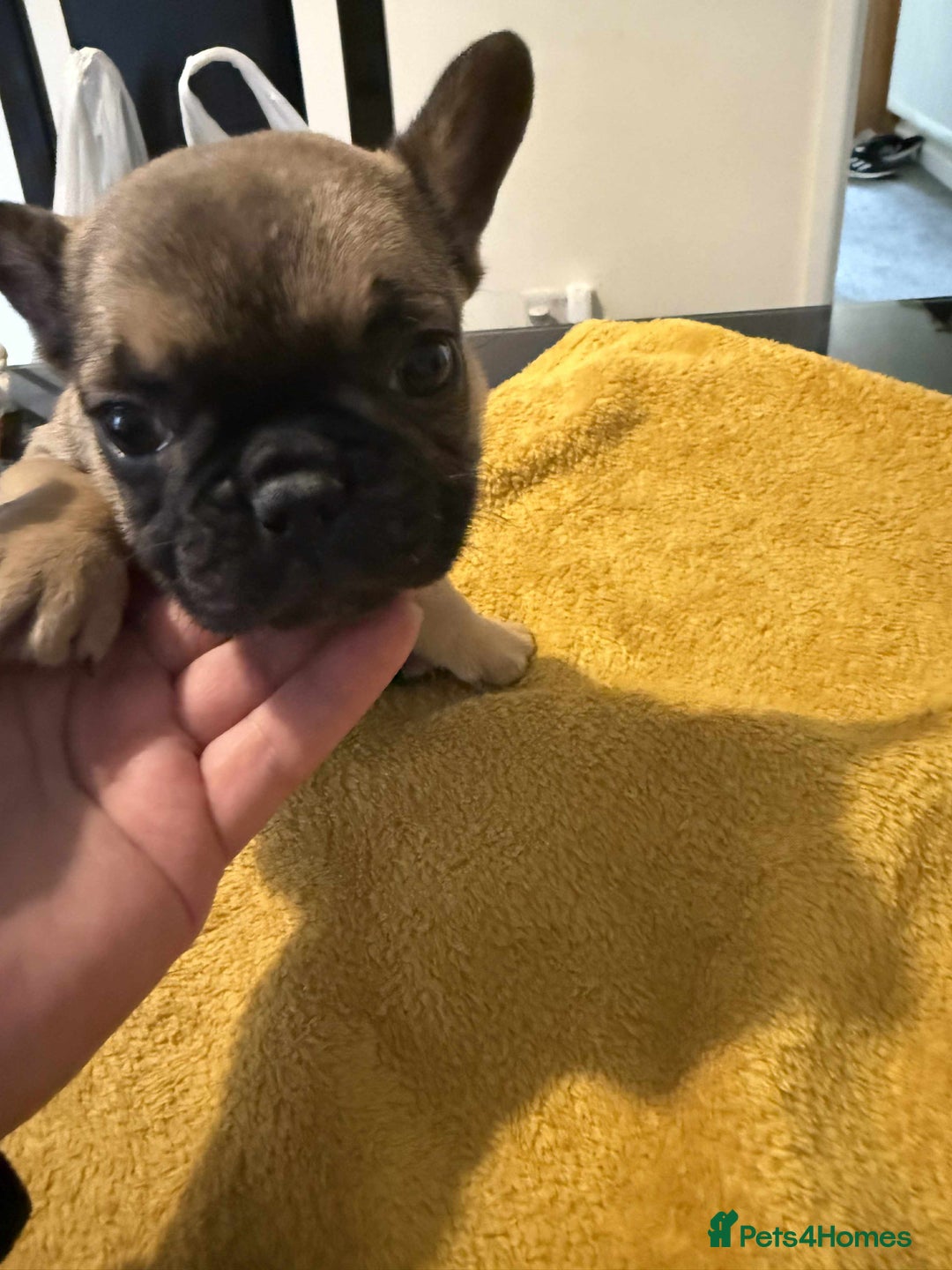 French Bulldog dogs for sale: pupis - Image 2