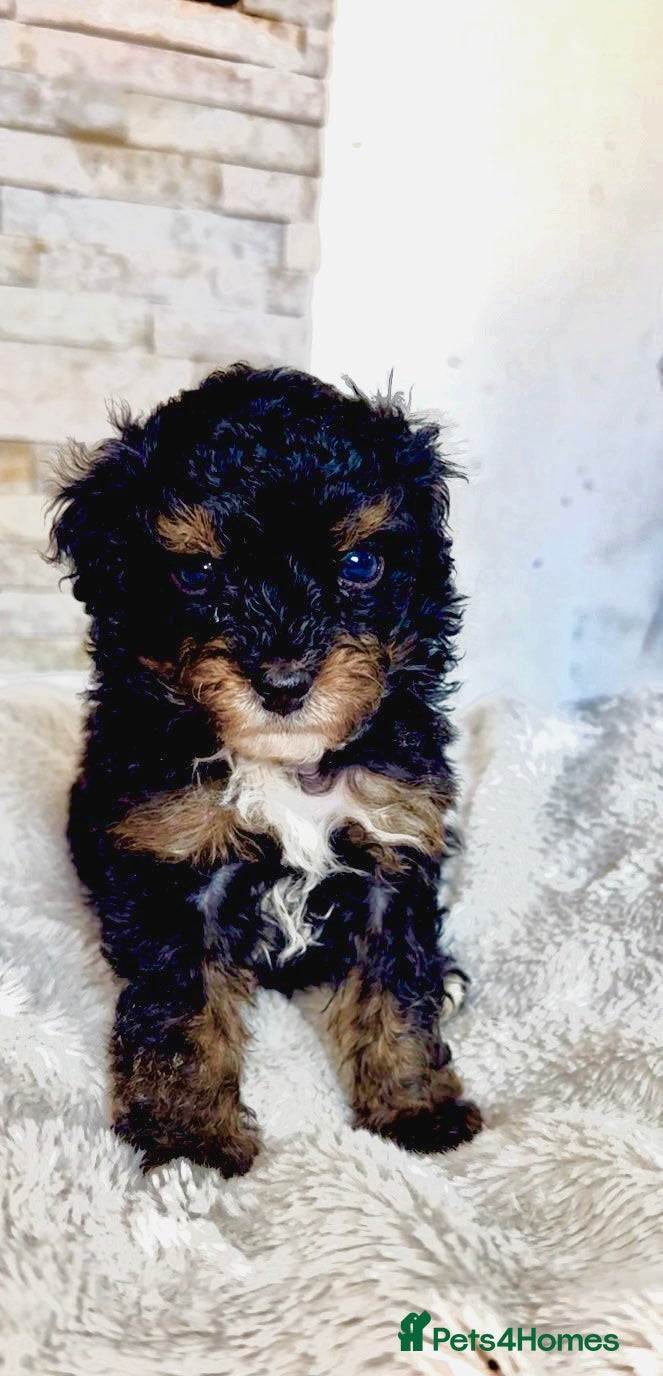 Maltipoo dogs Price reduced Ready to leave F1B Asian lines  - Advert 6